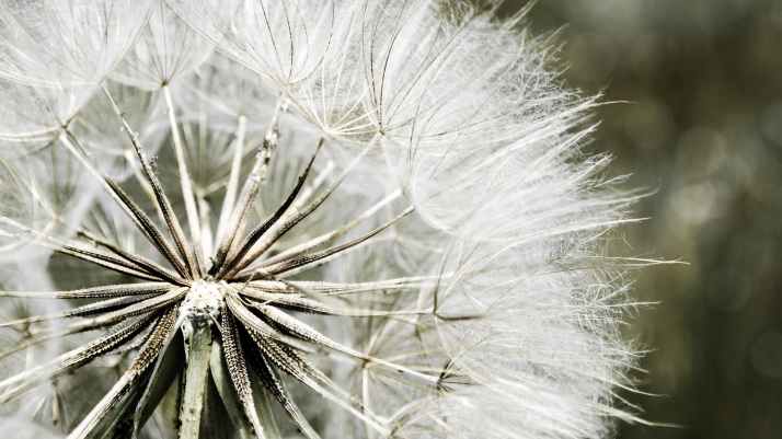 dandelion-nature-flora-white-51426.jpeg